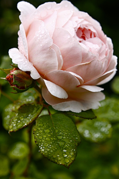 栖雨之声采集到花的低语