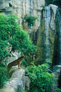 香水百合采集到风景