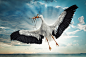 John Wilhelm is a photoholic在 500px 上的照片Busy Stork