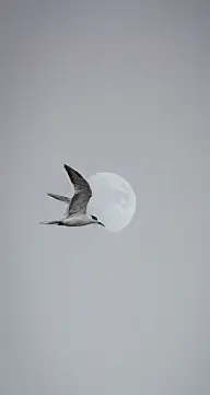 (๑´ㅂ`๑)  月亮大人