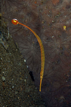 哇哈哈哈ω采集到参考-海洋生物