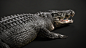 Lolong, Antoine Verney-Carron : Lolong was the largest  saltwater crocodile in captivity

The final sculpt is a mix of  texturingXYZ maps projected in Mari and handmade sculpt in ZBrush 

Hope you like it!