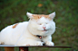 篮子猫-猫叔：花生口味香肠。。。 （“查看大图”桌面大图）#猫叔#NITE~