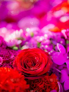 玫瑰,红色,紫色,可爱的,华丽的,事件,石斛,浪漫,壁纸,装饰物