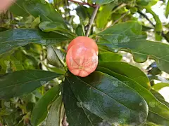 小石榴花