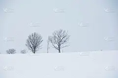 冬天的树林，雪山在北