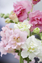 Antirrhinum majus F1 Hybrid, 'Madame Butterfly' Double Mixed Seeds £3.55 from Chiltern Seeds - Chiltern Seeds Secure Online Seed Catalogue and Shop