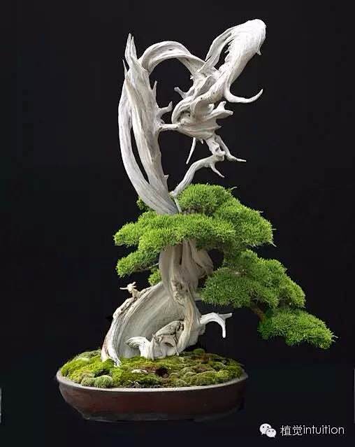 柏树什么时候挖最好？_浙江盆景吧_百度贴...