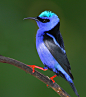 libutron:

Saí-beija-flor / Saí-azul-de-pernas-vermelhas / Mielero Patirrojo / Red-legged Honeycreeper | ©António Guerra  (Albrook Inn garden, Panama City, Panama)
The Red-legged Honeycreeper, Cyanerpes cyaneus (Passeriformes - Thraupidae), is a small rel