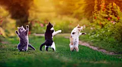 点击来源直接获取大图文件 |three agile cats in the summer in a sunny meadow they play on the green grass and stand funny dancing on their hind legs on the grass