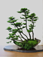 bonsai