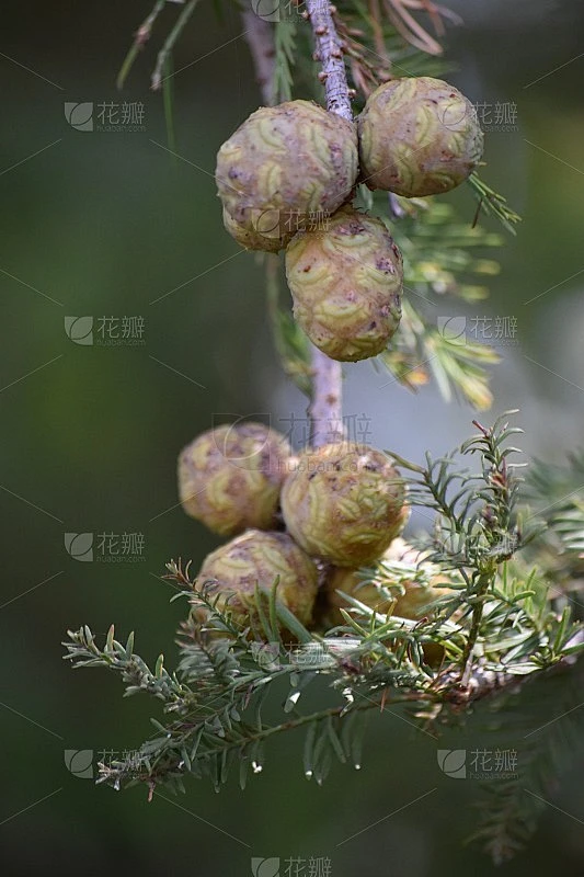 在带针的绿色树枝上的秃柏树种子荚素材-花瓣网