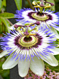 Passion Flowers 激情花