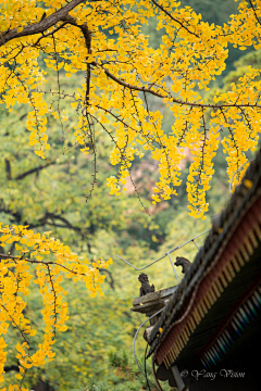 BeataLeung采集到A…灵隐寺