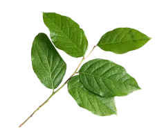 春季树枝树叶鲜花花朵免抠_PNG：