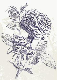 手绘花朵# #透明小素材#@艺鱼视觉采集小侽朲采集到花秋季大马士革