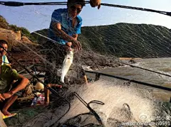 西洋岛的微博|新浪微博-随时随地分享身边的新鲜事儿