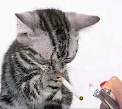  早上好，谢谢你所有的表情包！ - 小红书