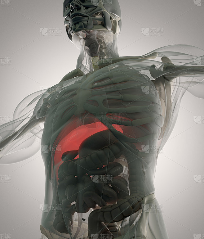 人体解剖学的肝脏。像x射线一样的视图，未来的扫描。3 d演示。