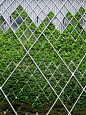 建筑设计丨墙面绿化