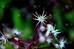 活力,安静,光亮,黄昏,草,小的,蓟,忧郁蓟(苏格兰的国花,苏格兰蓟,拍摄场景