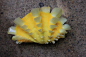 Tridacnidae seashell...