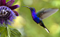 35PHOTO - HITTHEROAD - Hummingbird ,Costa Rica