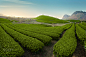 Tea Hills Farms by Nguyen Cuong on 500px