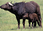 非洲水牛也称非洲野牛，是最容易看到的“五大”，成年非洲水牛身高可达2米，身长3米，虽是食草动物，却是最可怕的猛兽之一。