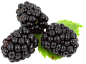 Blackberry with Leaves PNG image - PngPix : Blackberry with Leaves PNG image is a free PNG picture with transparent background. Download this free PNG photo for you design work. _果蔬食物厨房用品_T2020731 #率叶插件，让花瓣网更好用_http://ly.jiuxihuan.net/?yqr=14730139#