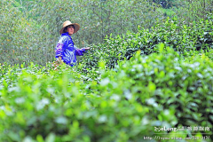 Hehaiwei采集到草帽の, 随鱼欢游旅游攻