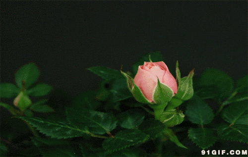 粉色玫瑰花开图片:玫瑰花,粉色,花开