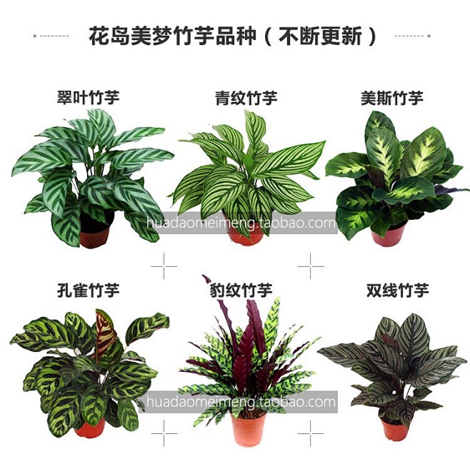 竹芋 观叶植物喜阴植物绿植室内盆栽水培植...