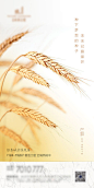 【源文件下载】 海报 房地产 二十四节气 芒种 麦穗 261016