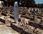 ICP展出罗伯特·卡帕未发表彩色摄影作品--突尼斯的德国士兵墓地