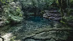 森林高清摄影素材