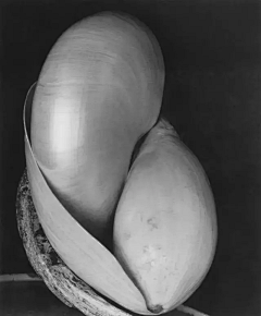 zaabcde采集到摄影-Edward Weston