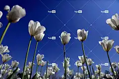 郁金香 花朵 原野 白色郁金香 花瓣 花壁纸 白色的花瓣 盛开