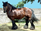 阿尔登马（Ardennes） 马的重挽型品种之一，为重挽马中体格最小的一种。因原产比利时、卢森堡、法国交界的阿尔登高原（今译阿登高原）得名。主产于法国、俄罗斯等国。