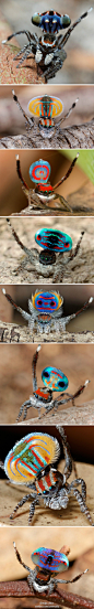 世界上最漂亮的一类跳蛛，彩色的＂批风＂其实是一个能活动的大鳞片