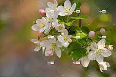 苹果 花壁纸 美丽的花朵 花朵 枝杈 苹果花 花瓣 芽 盛开