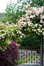 Trellis Covered in roses