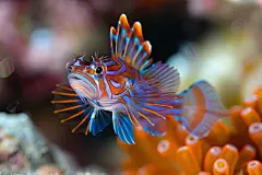 小鱼生物海洋动物鱼图片摄影图