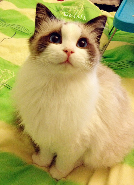 #布偶猫糖糖#给爷笑一个。
