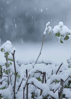 满满呢采集到你见过雪吗~我这里有哎