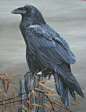 Raven Power animal totem...watcher, communicator...protector, predator The Watcher by SpeckledGoblin.deviantart.com: 