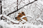 狗, 中华田园犬, 雪地, 雪, 森林, 红色毛皮