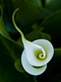 马蹄莲，漩涡和花
calla lily, swirls and flowers