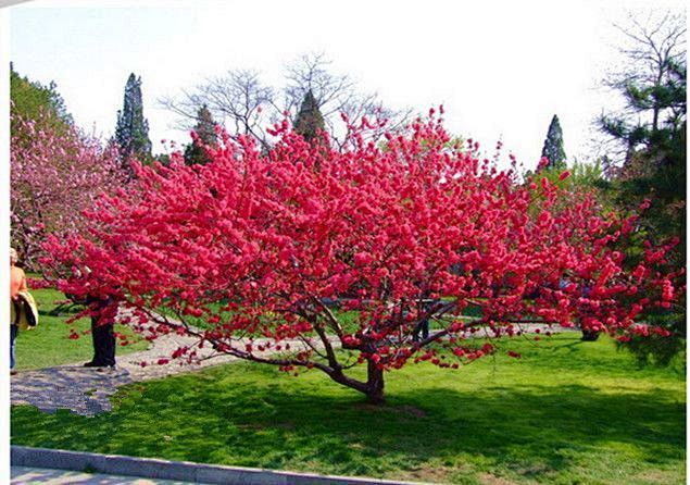 68落叶小乔京桃