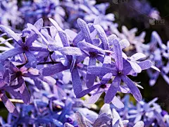紫色花圈或山纸藤花选择集中在自然界